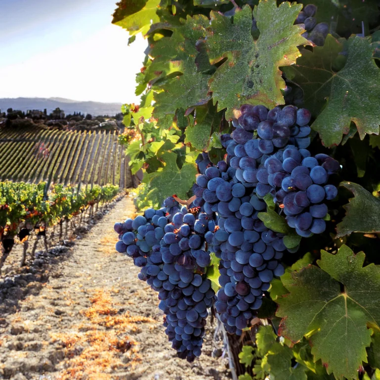 Udział w Konwencie Winiarzy Polskich